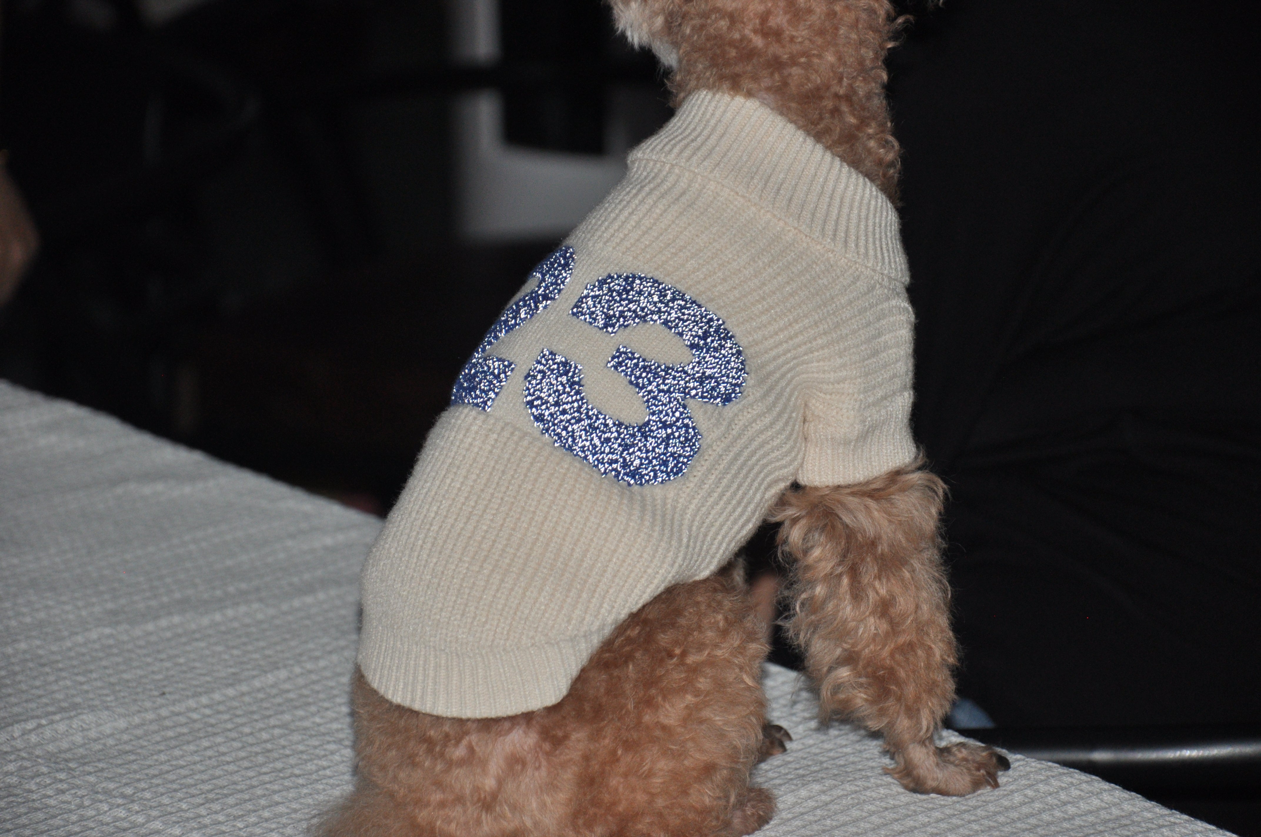 Pet dog night walks glow-in-the-dark safety clothing